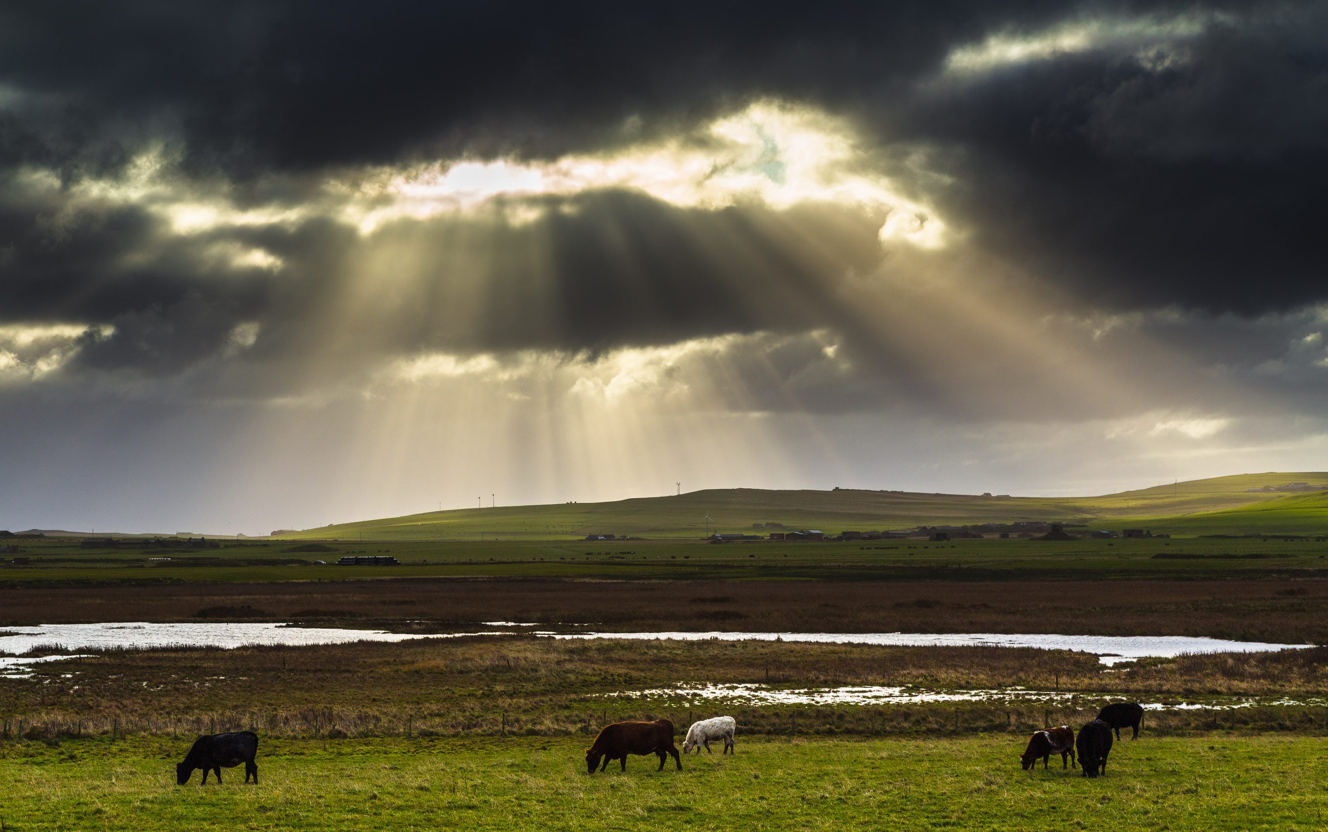 Cattle grazing on farmland near Twatt, Mainland, Orkney Islands. OR005