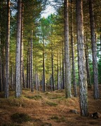 Tentsmuir Forest, near Tayport, Fife, Scotland.