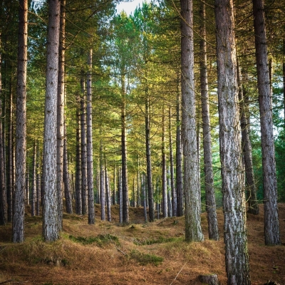 Tentsmuir Forest, near Tayport, Fife, Scotland.