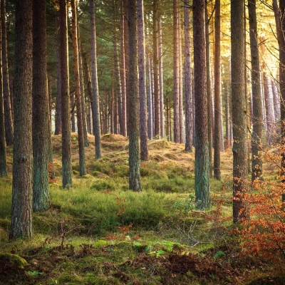 Tentsmuir Forest, near Tayport, Fife, Scotland.