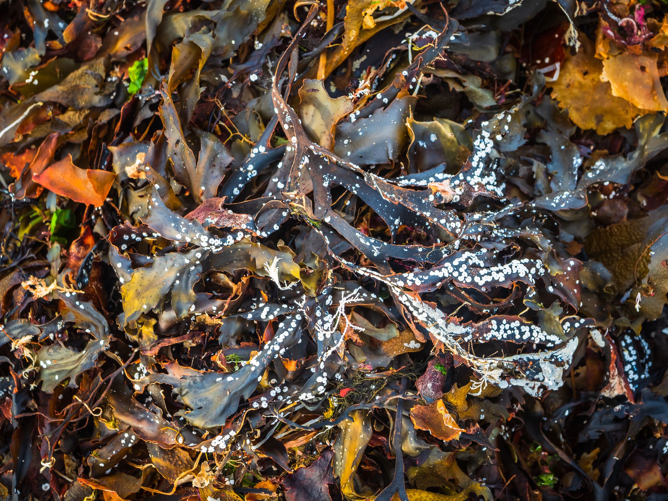 Seaweed and calcified maerl on the beach at Ardban, Applecross, Scotland. AP023