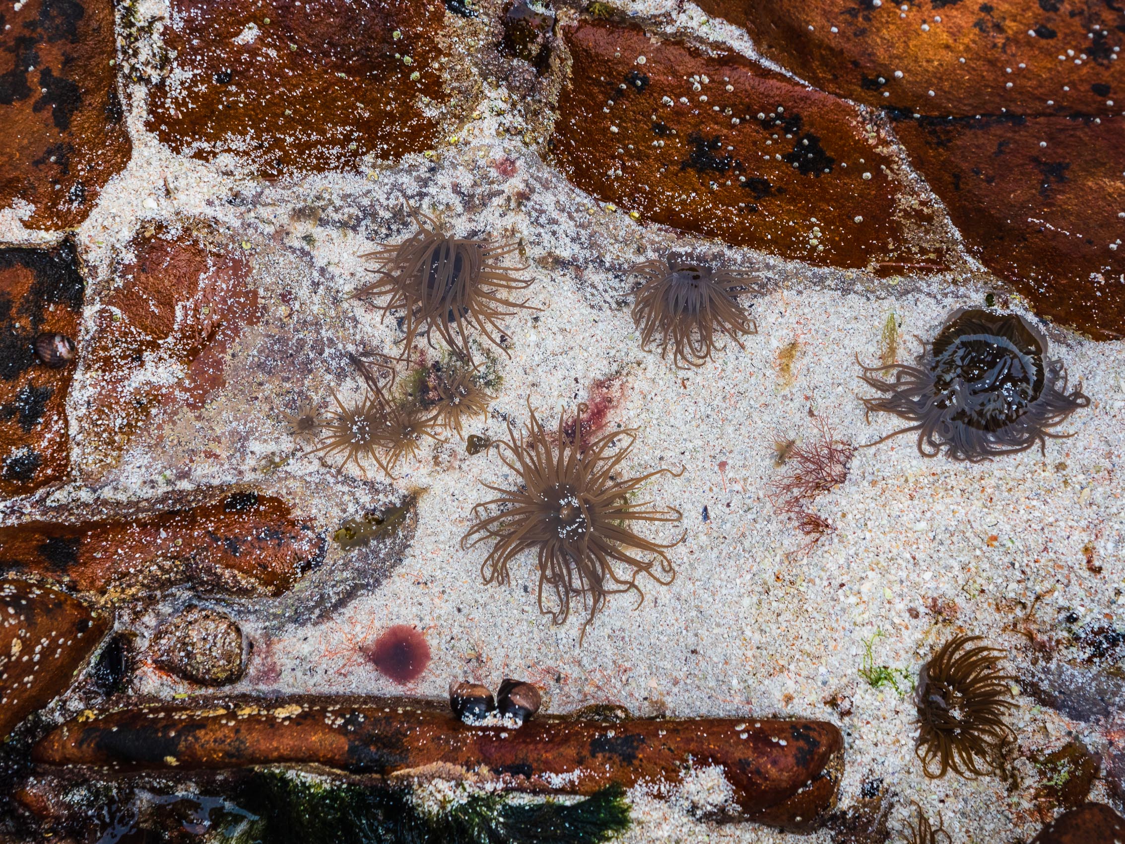 Sea anenomes in a rock pool at Coille Ghillidh, Applecross, Scotland. AP027
