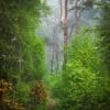Trees in Tentsmuir Forest, Fife, Scotland.