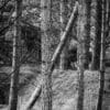 Trees in Tentsmuir Forest, Fife, Scotland.