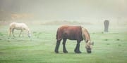 Horses Kinshaldy Tentsmuir Fife Scotland