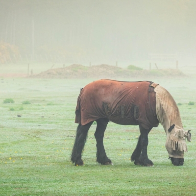 Horses Kinshaldy Tentsmuir Fife Scotland