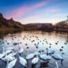 Swans on St Margaret's Loch, Edinburgh, Scotland. EH034