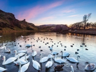 Swans on St Margaret's Loch, Edinburgh, Scotland. EH034
