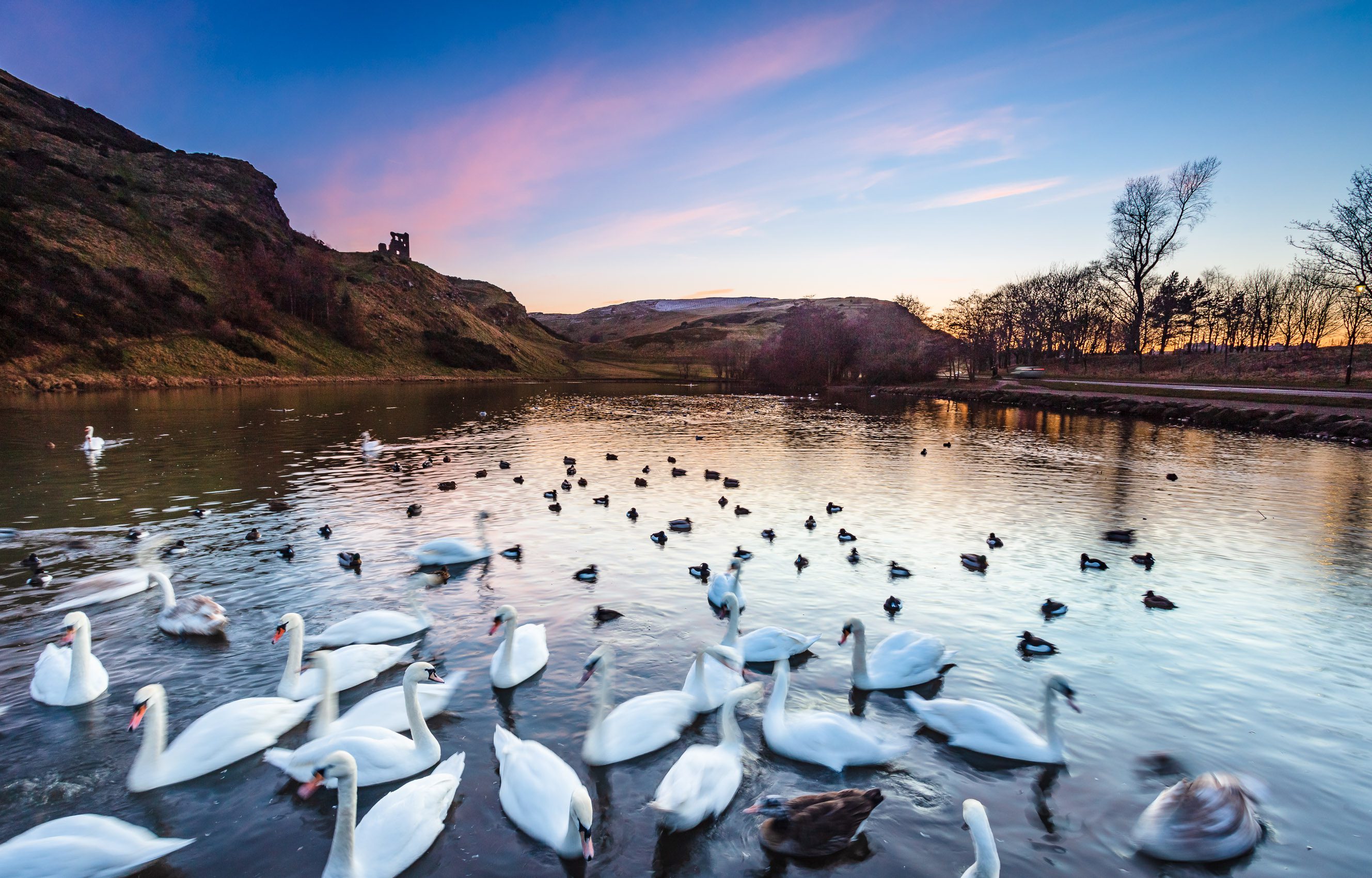 Swans on St Margaret's Loch, Edinburgh, Scotland. EH034