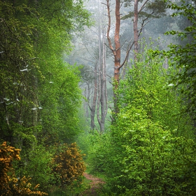 Trees Tentsmuir Forest Fife Scotland