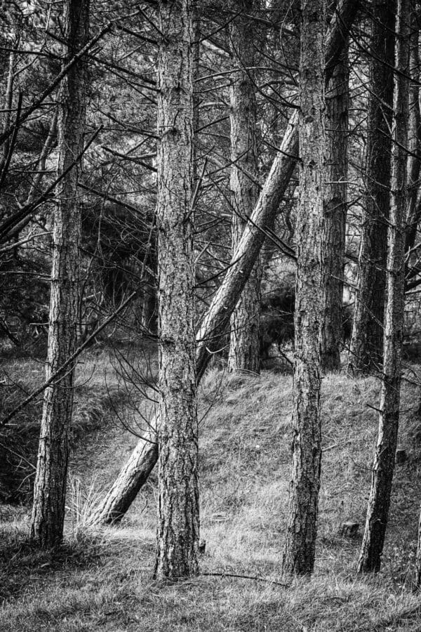 Trees in Tentsmuir Forest, Fife, Scotland.