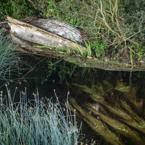 Abandoned boat on overgrown bank of the River Barrow at Graiguenamanagh, County Kilkenny, Ireland. BR010