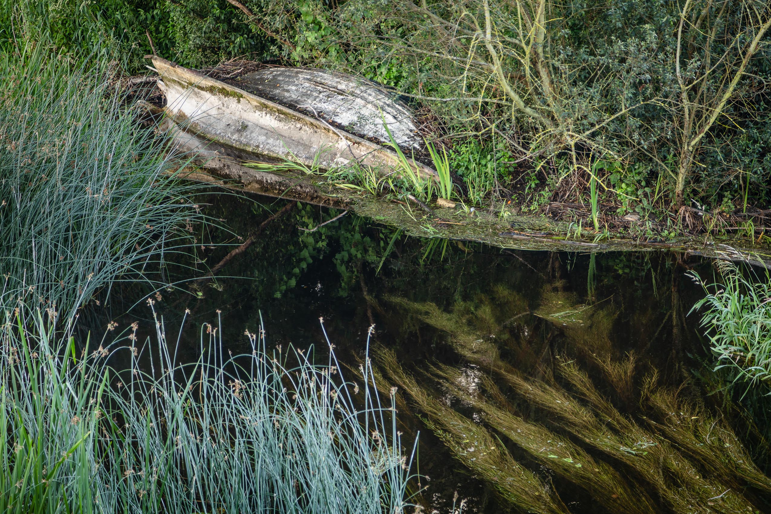 Abandoned boat on overgrown bank of the River Barrow at Graiguenamanagh, County Kilkenny, Ireland. BR010