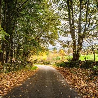 Autumn Fall Leaves Near Falkland Fife Scotland