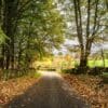 Autumn fall of leaves near Falkland, Fife, Scotland.