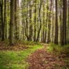 Spring woodland, near Gauldry, Fife, Scotland.