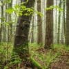 Spring woodland, near Gauldry, Fife, Scotland.