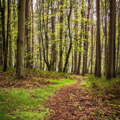 Spring Woodland Near Gauldry Fife Scotland