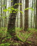 Spring Woodland Near Gauldry Fife Scotland