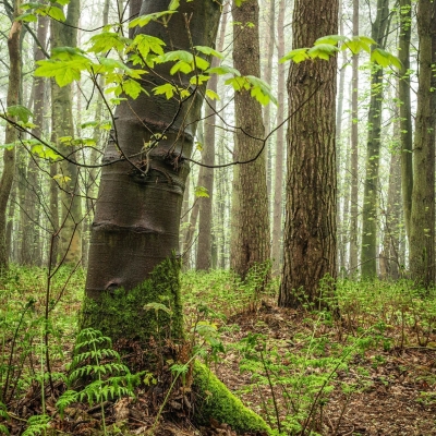 Spring Woodland Near Gauldry Fife Scotland