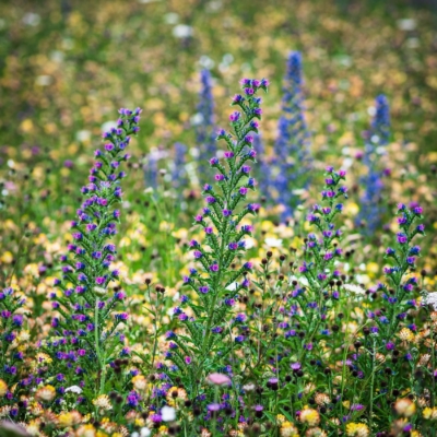 Wild Flowers on Magdalen Green, Dundee, Scotland. FL003