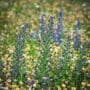 Wild Flowers on Magdalen Green, Dundee, Scotland. FL003