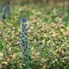 Wild Flowers on Magdalen Green, Dundee, Scotland. FL002