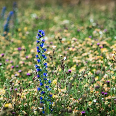 Wild Flowers on Magdalen Green, Dundee, Scotland. FL002