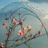 Mount Fuji from Oishi Park, Kawaguchiko, Japan JP002