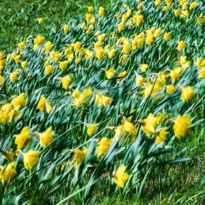 Daffodils being blown by a strong wind on Magdalen Green, Dundee, Scotland. FL001