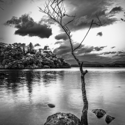 Monochrome image of lone tree at Ardanaiseig, on Loch Awe, Argyll, Scotland.