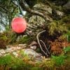 Buoy hung on a tree beside Poll Domhain, Applecross, Scotland.